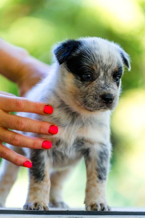 Australian Cattle Dog mascul