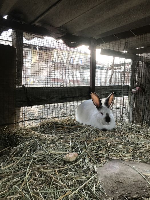 Quyon erkak taxminan 7-8 oylik kaliforniya zotidan aralash