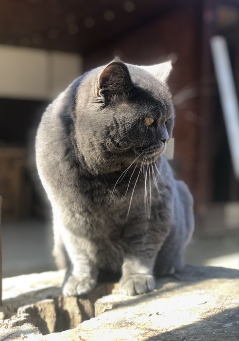 Motan British Shorthair