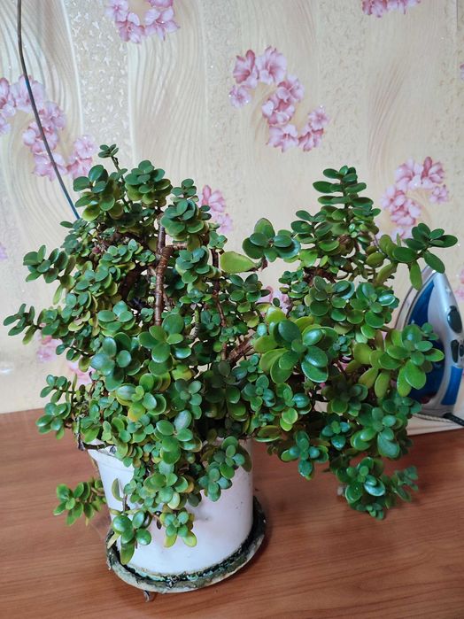 Отдам толстянку.