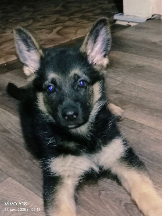 Немецкая овчарка девочка