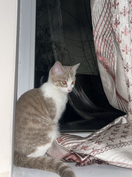 Отдам кошку даром девочка домашняя