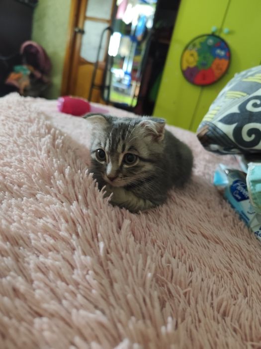Вислоухий котенок 3мес