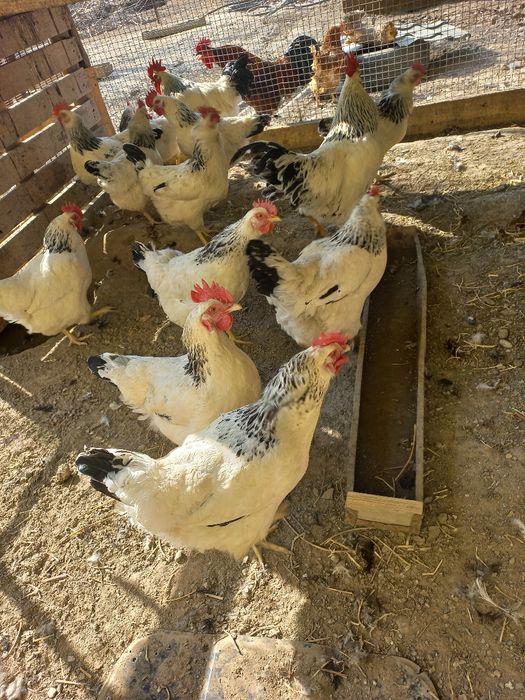 Продам инкубационные яйца