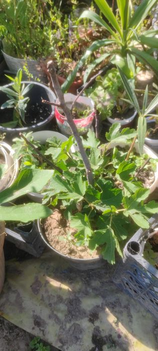 Smochin smochini galben verde sau mov in ghivece