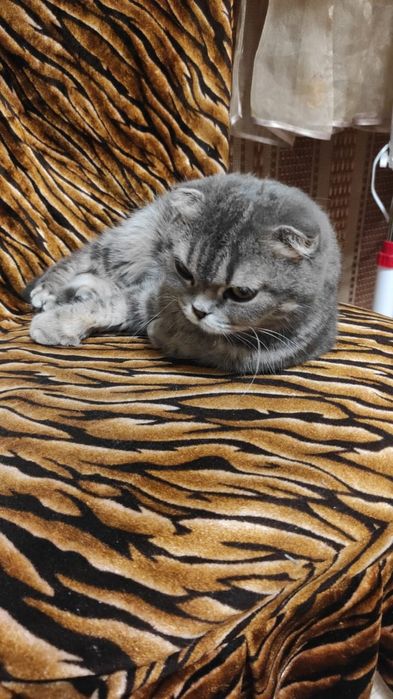 Вислоухий котенок 3мес