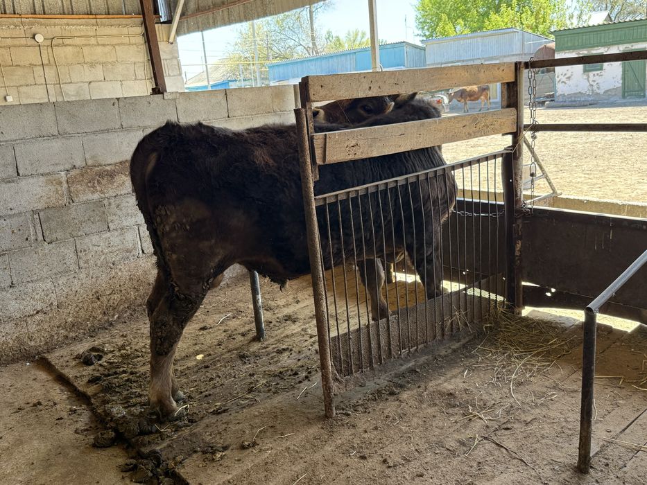 Бык бұқа сатылады