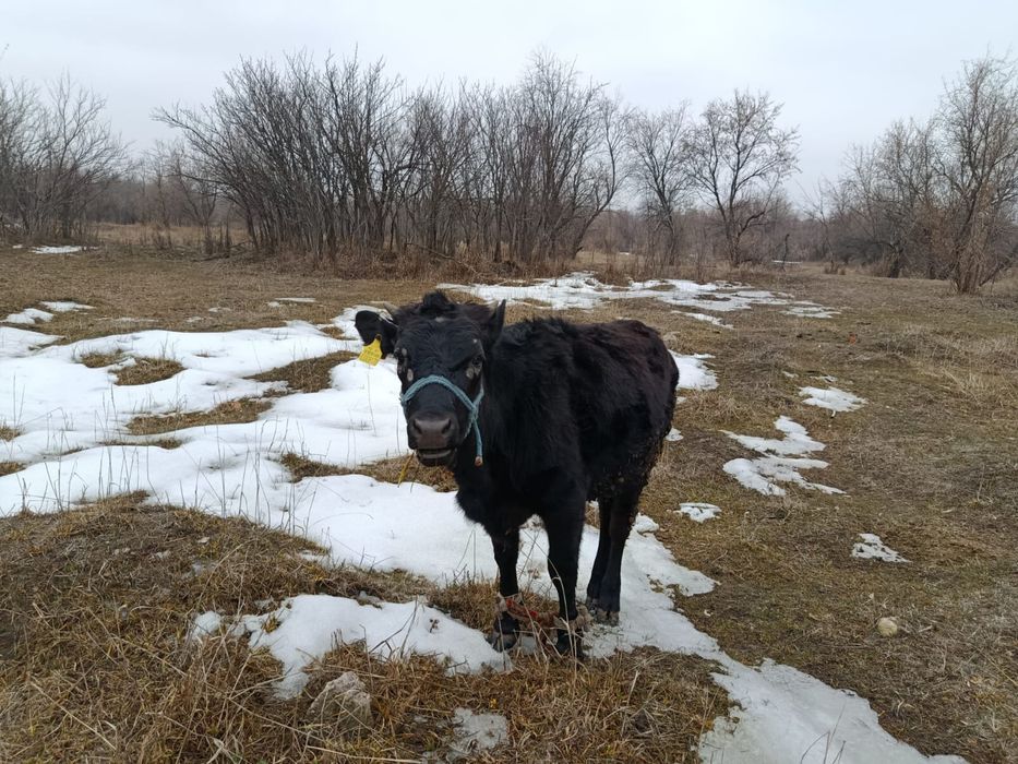 Тайынша откормда тұрған