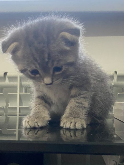 Котенок британец вислоухий