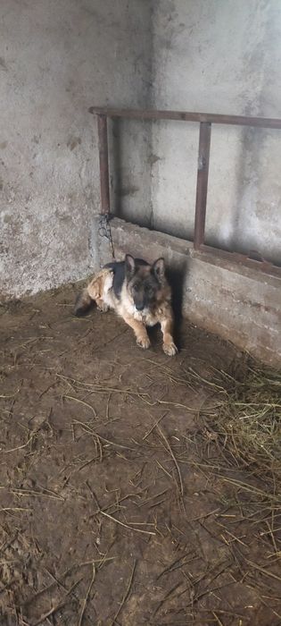 Продам немецкую овчарку сука 4 года