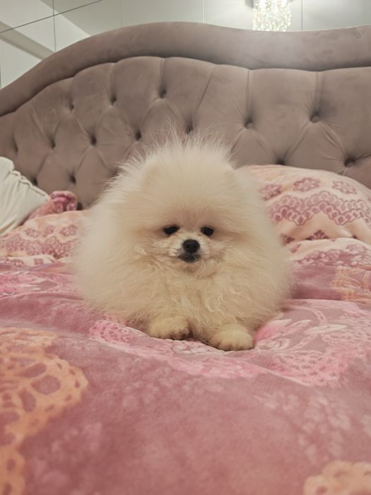 Pomeranian mascul 5 luni