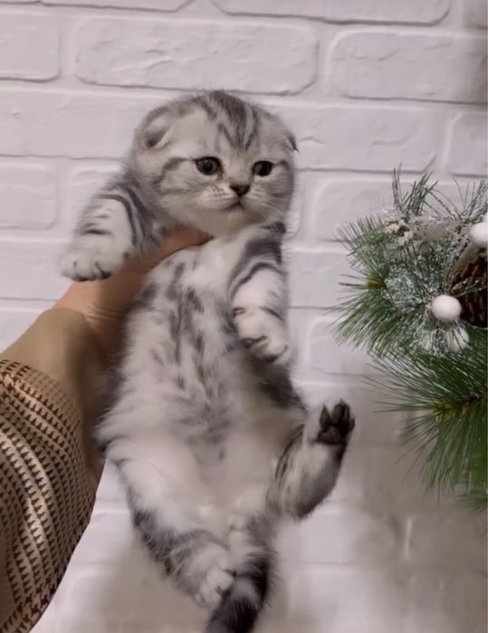 Прелестнейшие Шотландцы