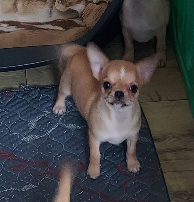 Продаю щенков чихуахуа