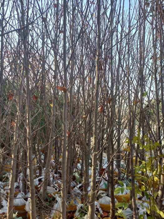 Каштан бор. Лола дарахти Павлония Берёза Крим сасна сотилади