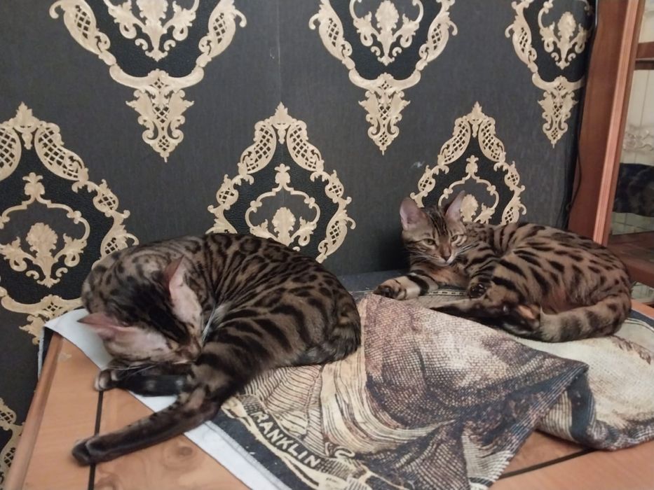 Продам бенгальских котят
