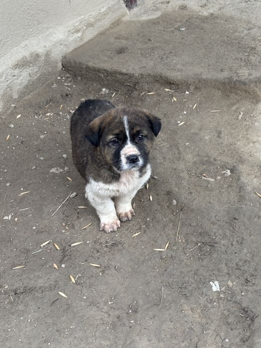 Тобет күшіктер сатылады 1,5айлық