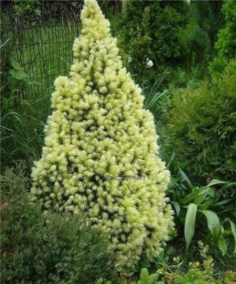 Мини смърч „Daisy's White“