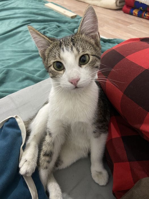 Котик, нуждается к хорошей хозяике