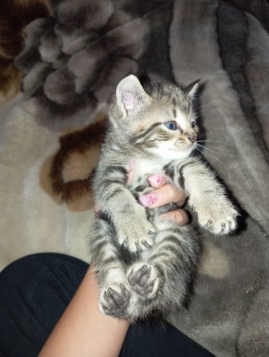 Отдам в добрые руки котят