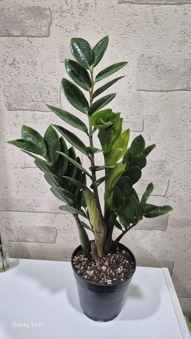 Замиокулькас замиелистный