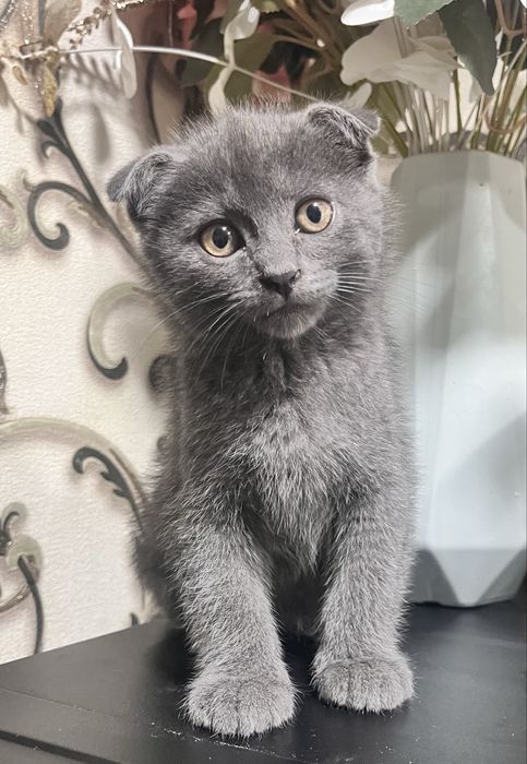 Skotsh fold sotiladi