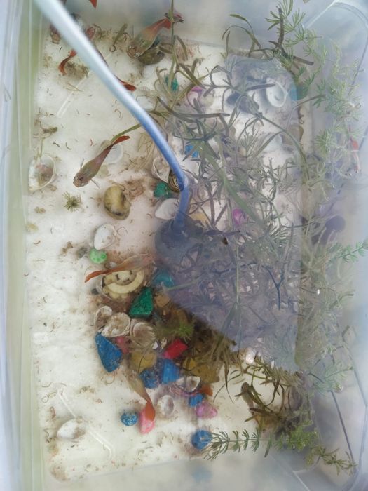 Рыбка гуппи красивые