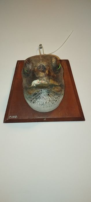 Водна остенурка от Куба