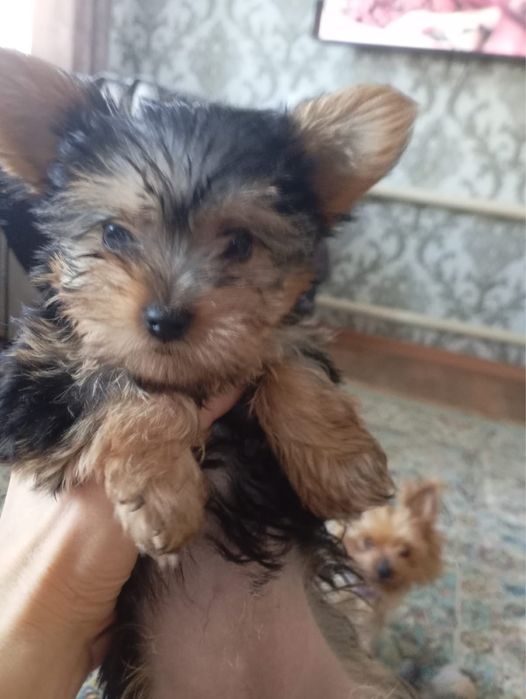 Продам  щенков  йорков