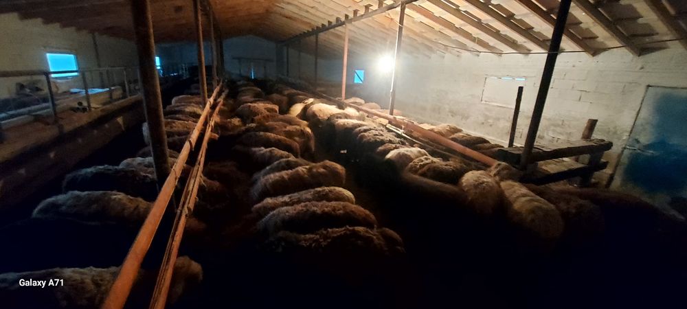 Илинка ауылында семіз қойлар сатылады