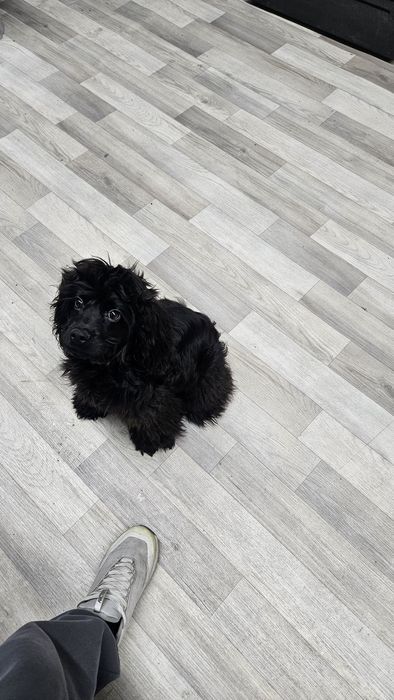 Американский хоккер