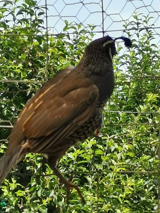 Prepelițe californiene masculi