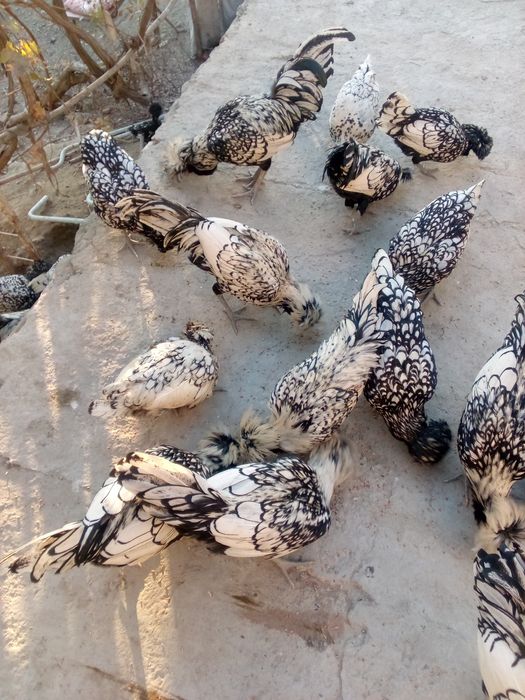 Падуван жужалар сотила