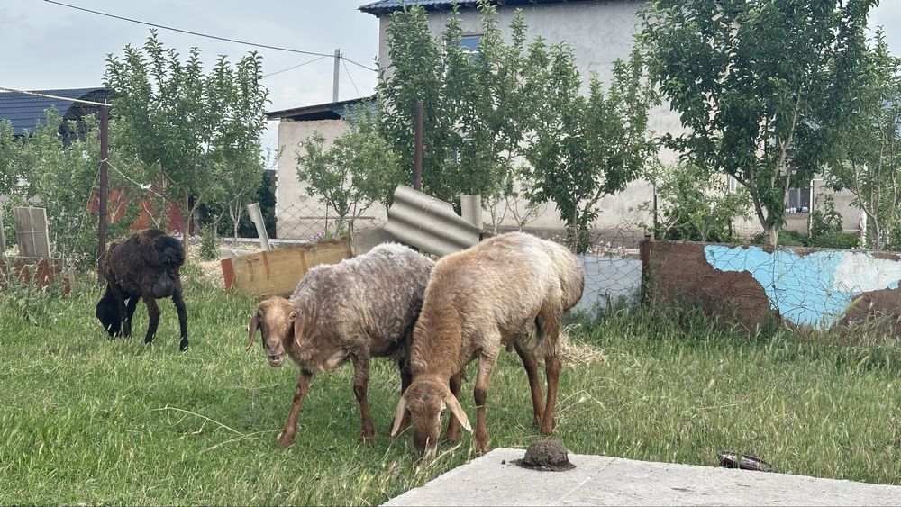 Бір қой бір қошқар бар
