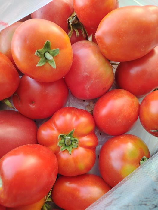 Продам огурцы,  помидоры местные