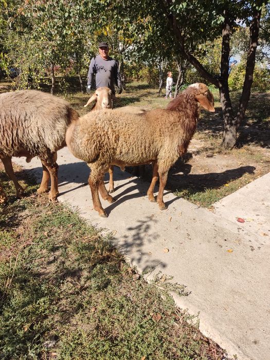 Продам кошкара .