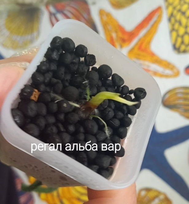 Алоказия регал альба
