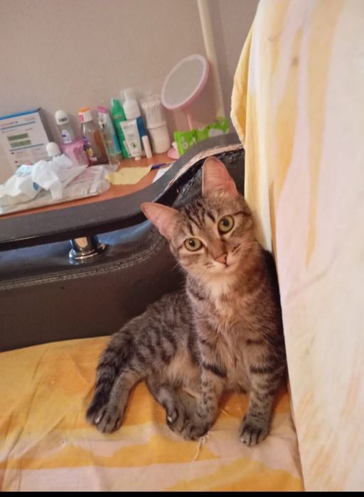 Отдам в добрые руки