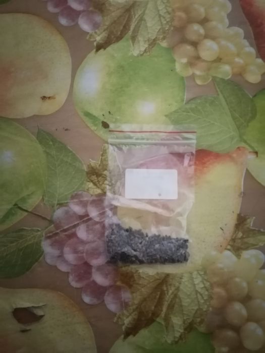 Семена ели голубой