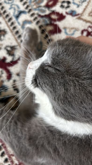 Шотландская вислоухая кошка