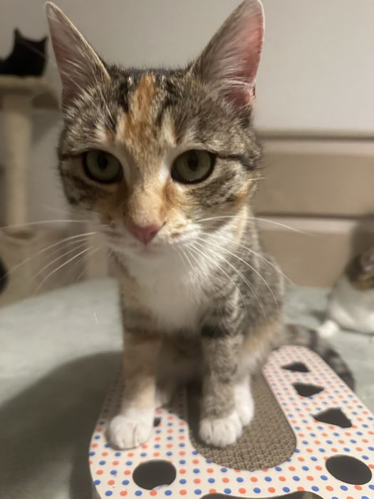 Pisicuta Calico cauta casuta