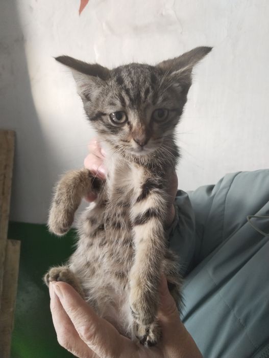 Отдам в добрые руки.