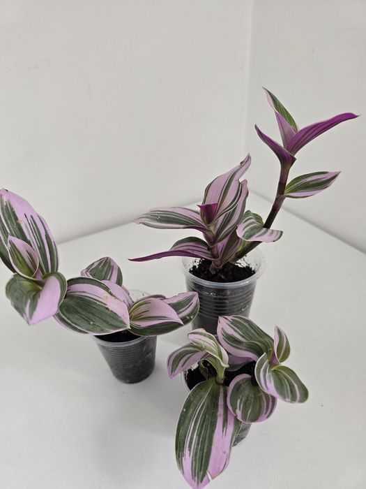 Комнатные цветы от 500тг