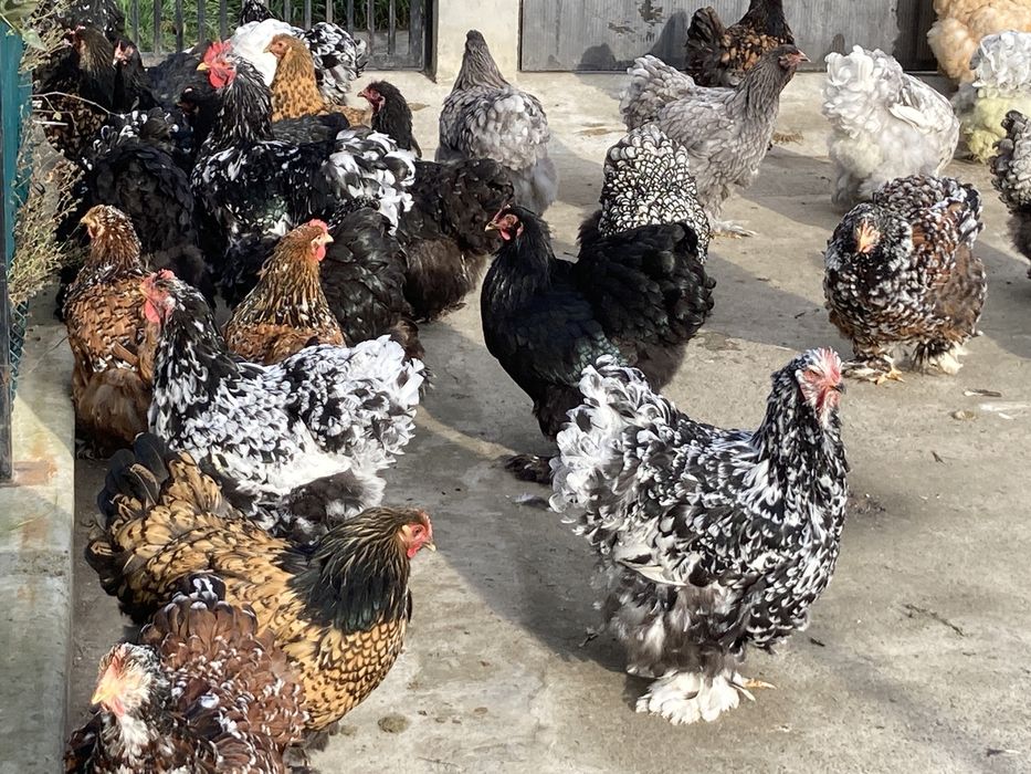 Oua Cochinchina urias diferite varietati de culoare