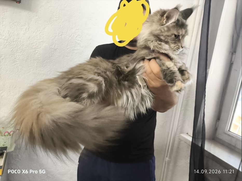 Кошечки мейнкуны