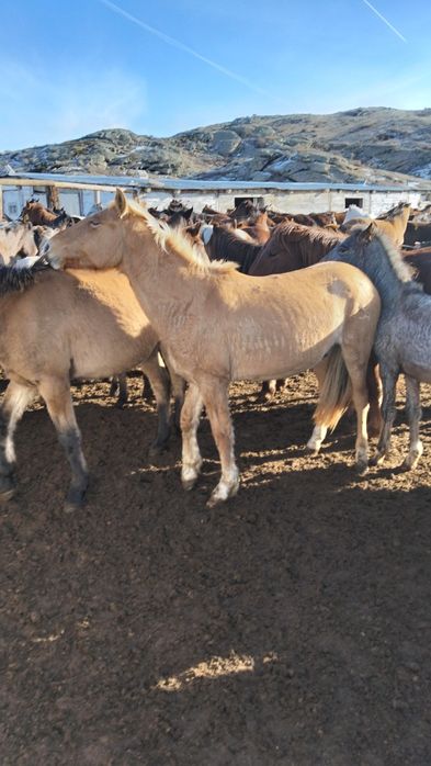 Продаю кунан 4жасар.