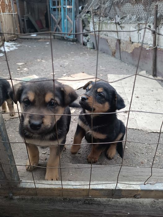 Продам щенков, метисы