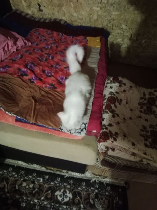 Отдам даром кошечку