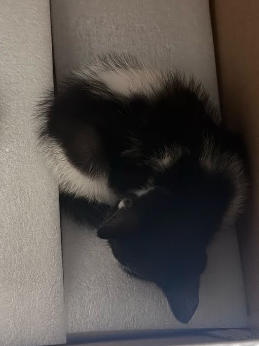 Котенок ищет дом!!