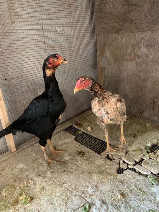 Даканки в отличном состоянии