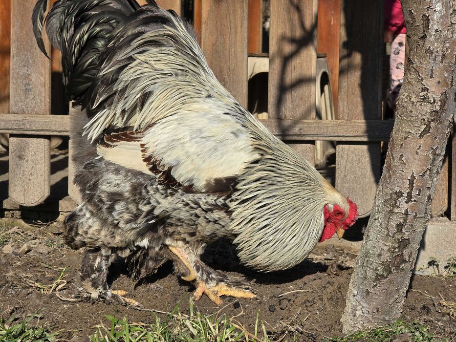 Продавам разплодни яйца от Сребърно кантирана барма (Silver Laced)